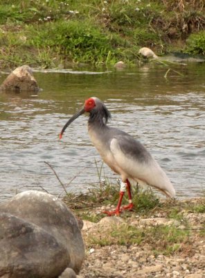 BIRD - IBIS - CRESTED IBIS - YANG COUNTY SHAANXI PROVINCE CHINA (20).JPG