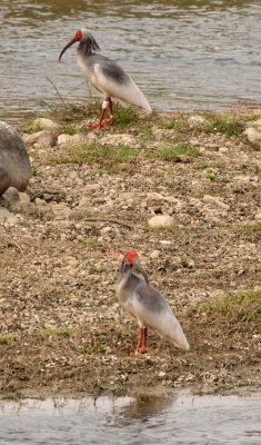 BIRD - IBIS - CRESTED IBIS - YANG COUNTY SHAANXI PROVINCE CHINA (25).JPG