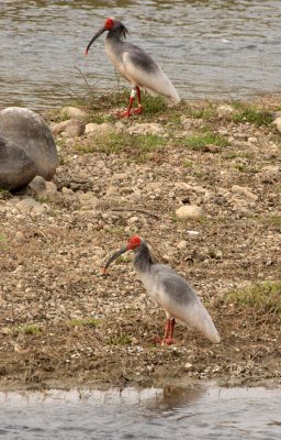 BIRD - IBIS - CRESTED IBIS - YANG COUNTY SHAANXI PROVINCE CHINA (29).JPG