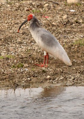 BIRD - IBIS - CRESTED IBIS - YANG COUNTY SHAANXI PROVINCE CHINA (39).JPG