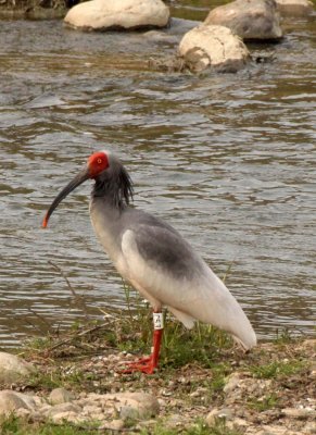 BIRD - IBIS - CRESTED IBIS - YANG COUNTY SHAANXI PROVINCE CHINA (42).JPG