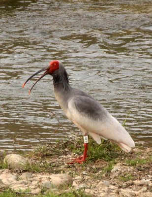 BIRD - IBIS - CRESTED IBIS - YANG COUNTY SHAANXI PROVINCE CHINA (46).JPG