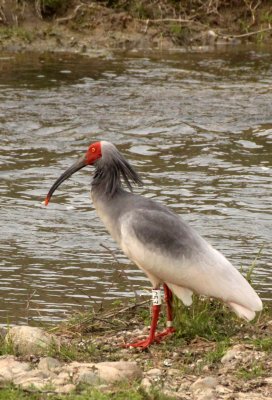 BIRD - IBIS - CRESTED IBIS - YANG COUNTY SHAANXI PROVINCE CHINA (48).JPG