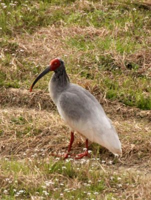 BIRD - IBIS - CRESTED IBIS - YANG COUNTY SHAANXI PROVINCE CHINA (5).JPG