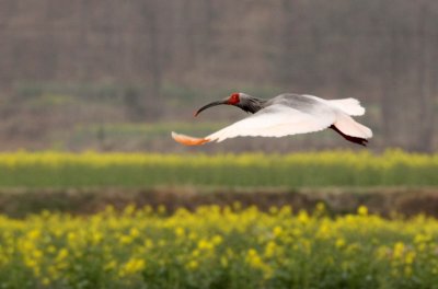 BIRD - IBIS - CRESTED IBIS - YANG COUNTY SHAANXI PROVINCE CHINA (52).JPG