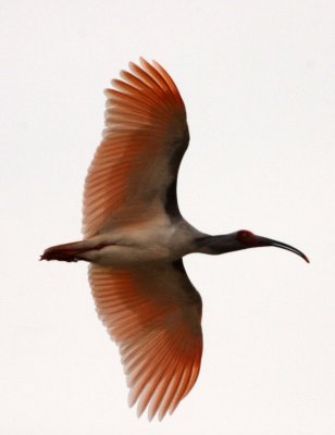 BIRD - IBIS - CRESTED IBIS - YANG COUNTY SHAANXI PROVINCE CHINA (55).JPG