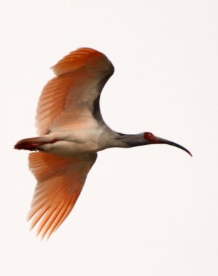 BIRD - IBIS - CRESTED IBIS - YANG COUNTY SHAANXI PROVINCE CHINA (57).JPG