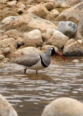 BIRD - IBISBILL - FOPING NATURE RESERVE SHAANXI PROVINCE CHINA (13).JPG