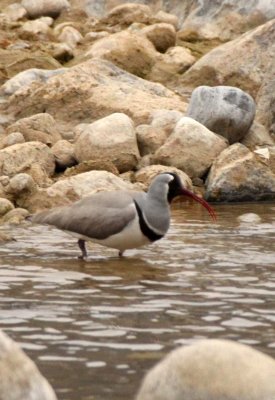 BIRD - IBISBILL - FOPING NATURE RESERVE SHAANXI PROVINCE CHINA (15).JPG