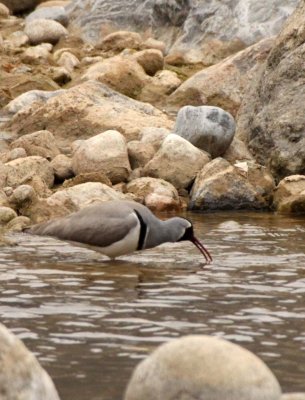 BIRD - IBISBILL - FOPING NATURE RESERVE SHAANXI PROVINCE CHINA (17).JPG