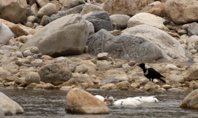 BIRD - IBISBILL - FOPING NATURE RESERVE SHAANXI PROVINCE CHINA (37).JPG