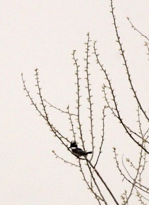 BIRD - KINGFISHER - CRESTED KINGFISHER - YANG COUNTY CHINA.JPG