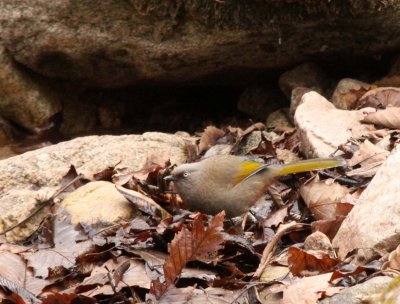 BIRD - LAUGHINGTHRUSH - ELLIOTT'S LAUGHINGTHRUSH - FOPING NATURE RESERVE - SHAANXI PROVINCE CHINA (2).JPG