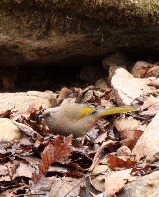 BIRD - LAUGHINGTHRUSH - ELLIOTT'S LAUGHINGTHRUSH - FOPING NATURE RESERVE - SHAANXI PROVINCE CHINA (3).JPG