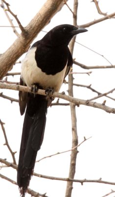 BIRD - MAGPIE - BLACK-BILLED MAGPIE - FOPING NATURE RESERVE - SHAANXI PROVINCE CHINA (1).JPG