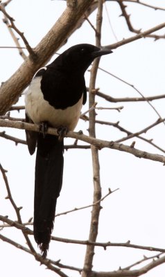 BIRD - MAGPIE - BLACK-BILLED MAGPIE - FOPING NATURE RESERVE - SHAANXI PROVINCE CHINA (3).JPG