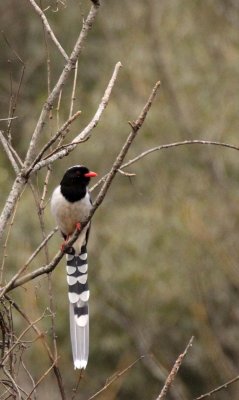 BIRD - MAGPIE - RED-BILLED MAGPIE - FOPING NATURE RESERVE - SHAANXI PROVINCE CHINA (10).JPG