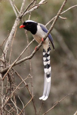 BIRD - MAGPIE - RED-BILLED MAGPIE - FOPING NATURE RESERVE - SHAANXI PROVINCE CHINA (11).JPG
