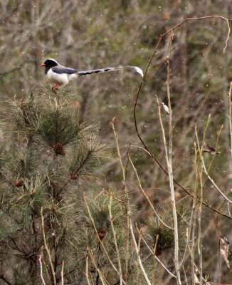 BIRD - MAGPIE - RED-BILLED MAGPIE - FOPING NATURE RESERVE - SHAANXI PROVINCE CHINA (5).JPG