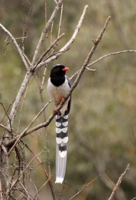 BIRD - MAGPIE - RED-BILLED MAGPIE - FOPING NATURE RESERVE - SHAANXI PROVINCE CHINA (8).JPG