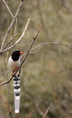 BIRD - MAGPIE - RED-BILLED MAGPIE - FOPING NATURE RESERVE - SHAANXI PROVINCE CHINA (9).JPG