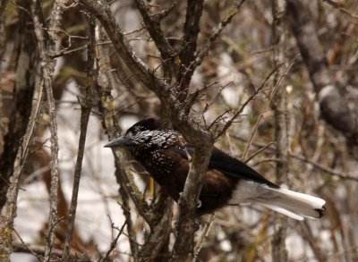 BIRD - NUTCRACKER - SPOTTED NUTCRACKER - FOPING NATURE RESERVE - SHAANXI PROVINCE CHINA (7).JPG