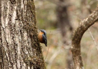 BIRD - NUTHATCH - CHESTNUT-BELLIED NUTHATCH - FOPING NATURE RESERVE - SHAANXI PROVINCE CHINA (2).JPG