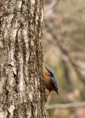 BIRD - NUTHATCH - CHESTNUT-BELLIED NUTHATCH - FOPING NATURE RESERVE - SHAANXI PROVINCE CHINA (4).JPG