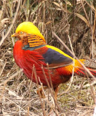 BIRD - PHEASANT - GOLDEN PHEASANT - FOPING NATURE RESERVE - SHAANXI PROVINCE CHINA (17).jpg