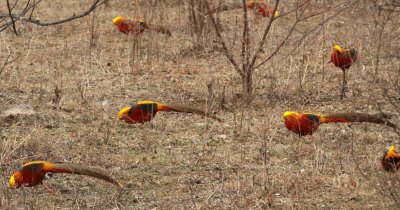 BIRD - PHEASANT - GOLDEN PHEASANT - FOPING NATURE RESERVE - SHAANXI PROVINCE CHINA (2).JPG