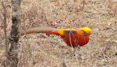 BIRD - PHEASANT - GOLDEN PHEASANT - FOPING NATURE RESERVE - SHAANXI PROVINCE CHINA (9).JPG