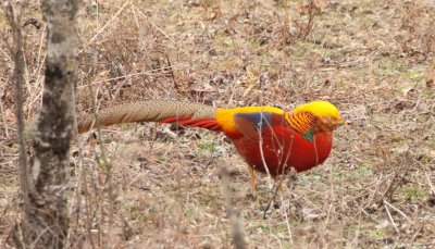 BIRD - PHEASANT - GOLDEN PHEASANT - FOPING NATURE RESERVE - SHAANXI PROVINCE CHINA (9).JPG