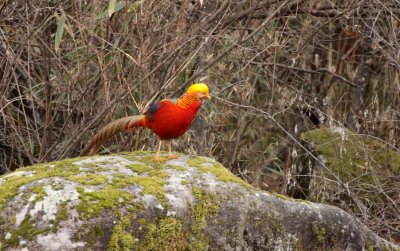 BIRD - PHEASANT - GOLDEN PHEASANT - FOPING NATURE RESERVE SHAANXI PROVINCE CHINA (6).JPG