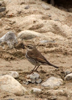 BIRD - PIPIT - OLIVE-BACKED PIPIT - FOPING NATURE RESERVE SHAANXI PROVINCE CHINA (3).JPG