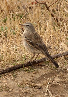 BIRD - PIPIT - WATER PIPIT - YANG COUNTY - SHAANXI PROVINCE CHINA (4).JPG