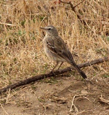 BIRD - PIPIT - WATER PIPIT - YANG COUNTY - SHAANXI PROVINCE CHINA (5).JPG