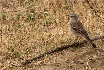 BIRD - PIPIT - WATER PIPIT - YANG COUNTY - SHAANXI PROVINCE CHINA (6).JPG