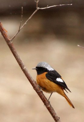 BIRD - REDSTART - DAURIAN REDSTART - FOPING NATURE RESERVE - SHAANXI PROVINCE CHINA (10).JPG