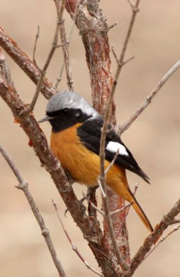 BIRD - REDSTART - DAURIAN REDSTART - FOPING NATURE RESERVE - SHAANXI PROVINCE CHINA (13).JPG