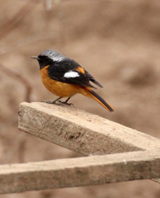 BIRD - REDSTART - DAURIAN REDSTART - FOPING NATURE RESERVE - SHAANXI PROVINCE CHINA (2).JPG