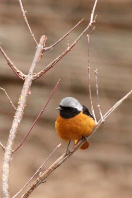 BIRD - REDSTART - DAURIAN REDSTART - FOPING NATURE RESERVE - SHAANXI PROVINCE CHINA (6).JPG