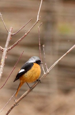 BIRD - REDSTART - DAURIAN REDSTART - FOPING NATURE RESERVE - SHAANXI PROVINCE CHINA (8).JPG