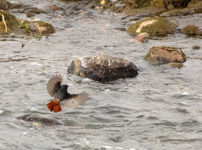 BIRD - REDSTART - PLUMBEOUS WATER REDSTART - YANG COUNTY - SHAANXI PROVINCE CHINA (11).JPG