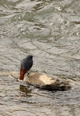 BIRD - REDSTART - PLUMBEOUS WATER REDSTART - YANG COUNTY - SHAANXI PROVINCE CHINA (4).JPG