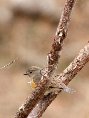 BIRD - ROBIN - ORANGE-FLANKED BUSH ROBIN - FEMALE - FOPING NATURE RESERVE - SHAANXI PROVINCE CHINA (2).JPG