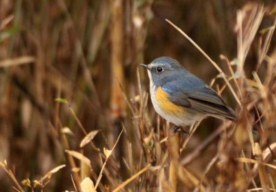 BIRD - ROBIN - ORANGE-FLANKED BUSH ROBIN - FOPING NATURE RESERVE SHAANXI PROVINCE CHINA (2).JPG