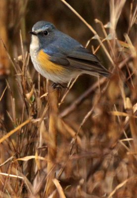 BIRD - ROBIN - ORANGE-FLANKED BUSH ROBIN - FOPING NATURE RESERVE SHAANXI PROVINCE CHINA (7).JPG