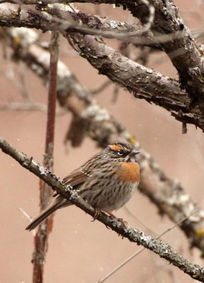 BIRD - RUFOUS-BREASTED ACCENTOR - FOPING NATURE RESERVE - SHAANXI PROVINCE CHINA (8).JPG