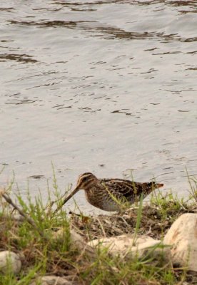 BIRD - SNIPE - COMMON SNIPE - YANG COUNTY - SHAANXI PROVINCE CHINA (1).JPG