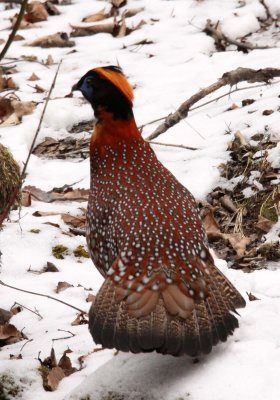 BIRD - TEMMINCK'S TRAGOPAN - FOPING NATURE RESERVE - SHAANXI PROVINCE CHINA (3).JPG